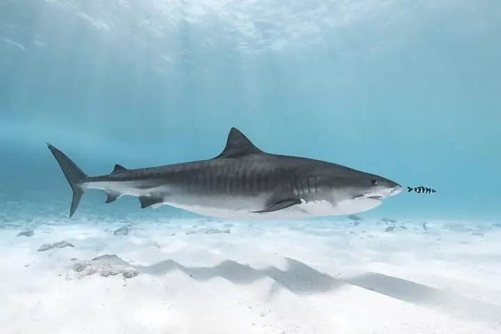 Tiger Shark Diving